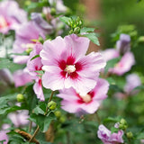 Live Pink Rose Of Sharon Plant, Potted Althea Hibiscus, 6-14 Inches Tall