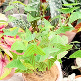 Live Christia Obcordata Butterfly Plant, 4-8 Inch Ornamental Foliage Decor