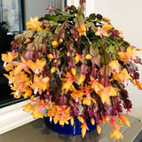 2 Live Yellow Christmas Cactus Plants, 4-7 Inch Holiday Indoor Houseplants