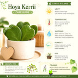 Green Hoya Kerrii Live Succulent Plant, 4-6 Inches Tall, Indoor Decor.