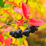 Live Black Chokeberry Berry Bush, 8-14 Inches Tall In A Quart Container