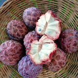 Live Red Sugar Apple Tree, 6-10 Inch Plant, Half Gallon Pot For Orchards