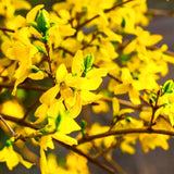 Live Lynwood Gold Forsythia Shrub, 6-13 Inch Yellow Outdoor Landscape Plant