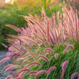 2 Live Fountain Grass Plants, 5-9 Inches Tall With Deep Burgundy Foliage