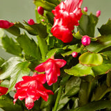 2 Live Christmas Cactus Plants, Red Flowering Houseplant, 3-6 Inches Tall