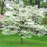3 White Dogwood Live Trees, 12-24 Inch Outdoor Plants, Cold Hardy Blooms