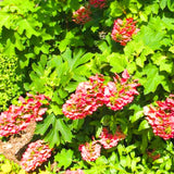 Live Ruby Slipper Hydrangea, 5-11 Inch Starter Shrub With Seasonal Blooms