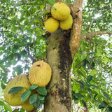 Live Jackfruit Fruit Tree Plant, 2-3 Ft Tall, For Tropical Outdoor Gardens