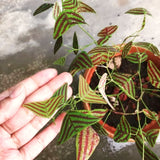 Live Christia Obcordata Decorative Foliage Plant, Butterfly Leaves, 5-9 In
