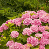 Live Pink Hydrangea Tree In Quart Pot, 6-12 Inches Tall For Garden Planting