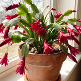 Live Easter Cactus Houseplant, 4-6 Inch Spring Bloomer For Indoor Decor