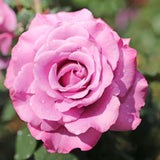 Live Purple Rose Bush For Garden Planting, Fragrant Blooms, 5-10 Inches