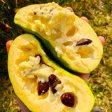 Live Pawpaw Fruit Tree, 6-12 Inch Bare Root Plant In Quart Pot, Outdoors