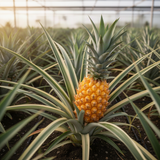 Live Sugarloaf Pineapple Plant, 5-8 Inch Fruit Seedling For Outdoor Gardens