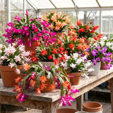 Live Easter Cactus Houseplant, 4-6 Inch Indoor Decor And Patio Gift Plant