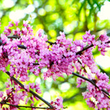 Flowering Eastern Redbud Shade Tree, Hardy Plant, 6-12 Inches, Quart Pot