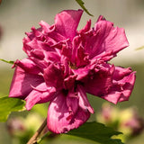 Live Red Rose Of Sharon Tree, 6-13 Inch Althea Hibiscus Syriacus Shrub