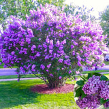 Purple Lilac Live Plant, Quart Pot, 6-12 Inch Tall Outdoor Perennial Shrub