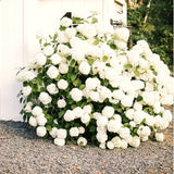 White Hydrangea Live Plant, 5-11 Inch Starter Flower Shrub For Gardens