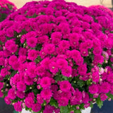 2 Purple Chrysanthemum Live Plants, Late Fall Flowering, 5 To 7 Inches Tall
