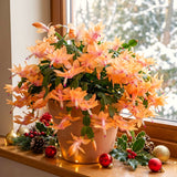 2 Live Orange Christmas Cactus Plants, 4-8 Inch Indoor Holiday Houseplants
