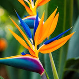 2 Live Strelitzia Reginae Plants, Mixed Bird Of Paradise, 4-8 Inches Tall