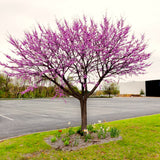 Cold Hardy Eastern Redbud Live Tree, Deciduous Spring Flowering Planting