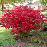 5 Live Burning Bush Plants, 6-10 Inch Bare Root Landscape Shrubs, Gardens