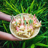 2 Live Ginger Plants, Zingiber Herb For Outdoor Planting, 5-8 Inches Tall