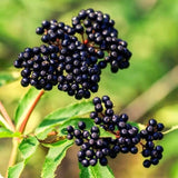 2 Live Black Elderberry Plants, 6-12 Inch Perennial Shrubs For Growing