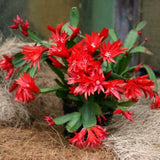 Live Red Easter Cactus, 4-6 Inch Spring Flower Houseplant For Home Decor