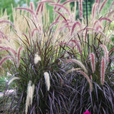 4 Red Purple Fountain Grass, Live Perennial Plants, 5-9 Inches In Height