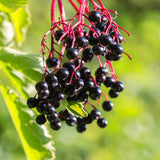 Elderberry Live Bush Plant, Edible Fruit, 8-12 Inches Tall For Growing