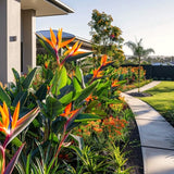 2 Strelitzia Reginae Live Plants, Orange Bird Of Paradise, 5-9 Inches Tall