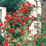 Live Don Juan Climbing Rose Bush, Well-Rooted Plant For Indoor Or Outdoor