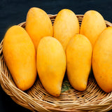 Live Sweet Mango Tree, 20-22 In Tall Tropical Fruit Plant In Gallon Pot