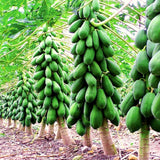 Tropical Fruit Tree, Dwarf Red Sweet Papaya Live Plant, Half-Gallon Pot