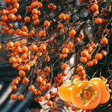 Cold Hardy American Persimmon Tree Seedling, 6-14 In. Tall In Quart Pot