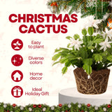 Indoor White Christmas Cactus Live Plant, 3-6 Inch Tall Flowering Plant