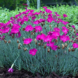 6 Red Live Dianthus Plants, Flowering Outdoor Plants For Garden Planting