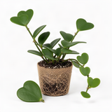 Rare Live Hoya Kerrii Houseplant, Heart-Shaped Green Leaves, 5-7 Inch Tall