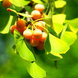 Live Ginkgo Biloba Tree Seedling, 6-12 Inch Ornamental Tree, Quart Pot