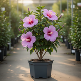 Live Pink Rose Of Sharon Shrub, 6-13 Inch Plant For Summer Garden Blooms