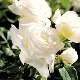 Live White Rose Starter Plant, 5-10 Inch Heirloom Flowering Bush, No Pot