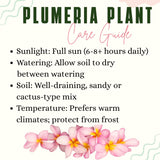 Live Yellow Plumeria Plant, 1 Gallon Pot, 1-2 Ft Tall Frangipani Tree.