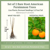 2 Live Persimmon Fruit Trees, Well-Rooted Plants, 1-2 Ft Tall, Dormant