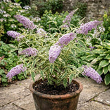 Buddleia Variegated Butterfly Bush, Vibrant Compact Shrub, 4-7 Inches Tall