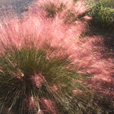 2 Live Ruby Muhly Grass Plants, 5-9 Inch Tall, Ornamental Perennial Accent