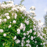 White Climbing Rose Bush, Live Plant 5-9 Inch Tall, Well Rooted, No Leaf