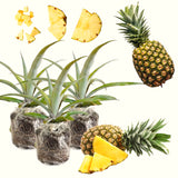 2 Sugarloaf Pineapple Live Plants, 4-6 Inch, Tropical, No Pot, Fast-Growing
